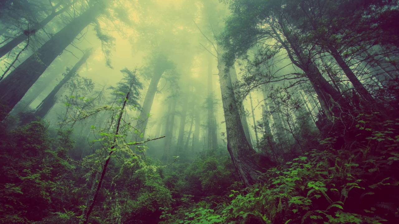 1280x720 Enchanted Forest, Awesome Natural Enchanted Forest