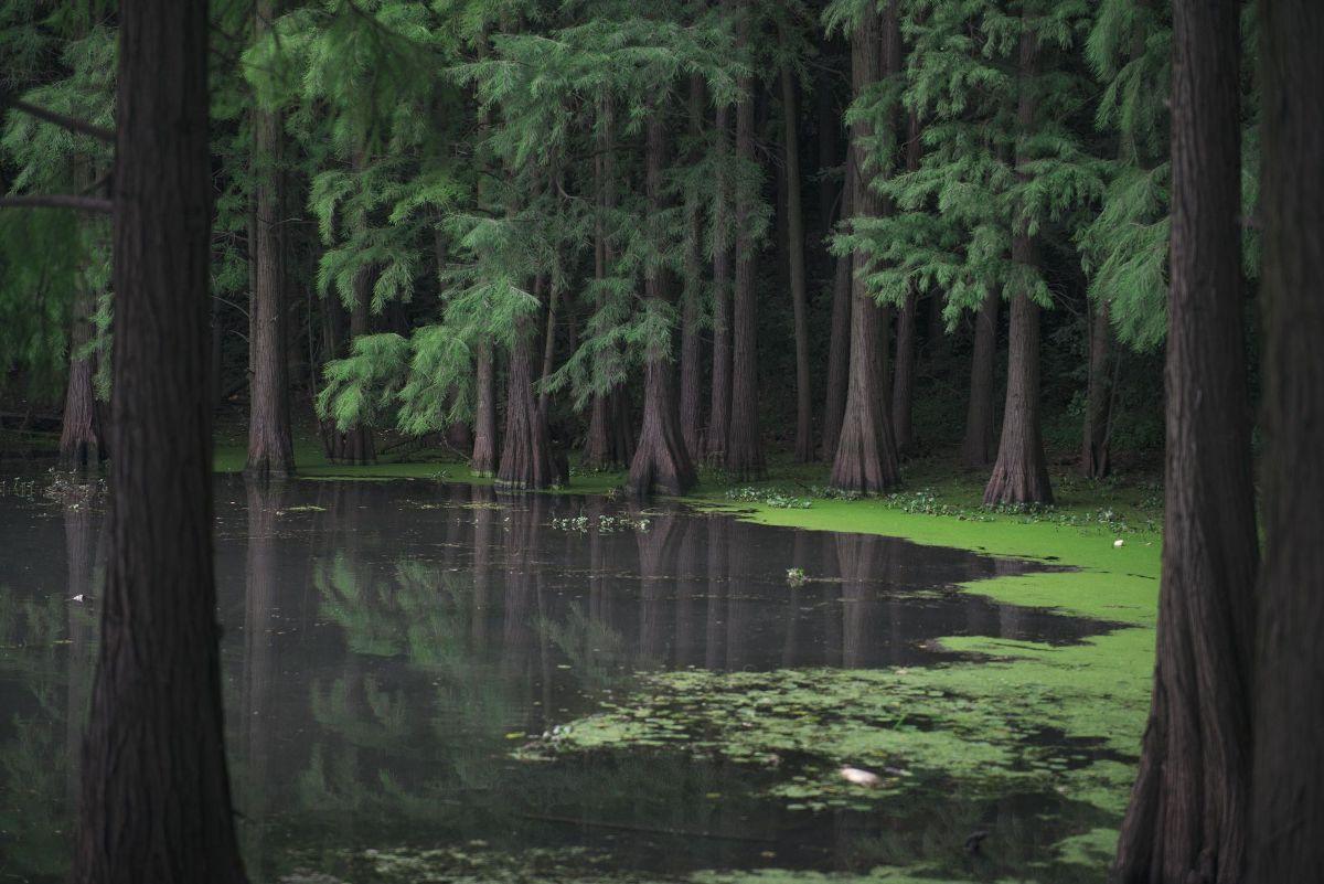 1200x801 From Mysterious Forest in Wallpaper Wizard