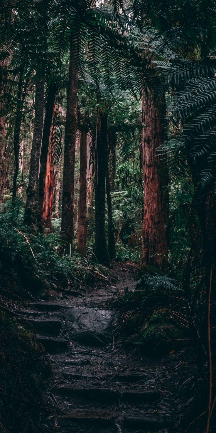 736x1472 Forests Wallpaper. Forest wallpaper, Forest photography, Dark wood wallpaper