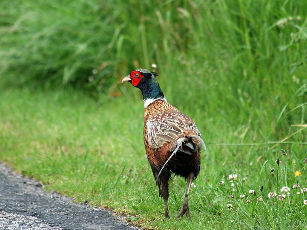 1024x768 Free Pheasant Wallpaper download
