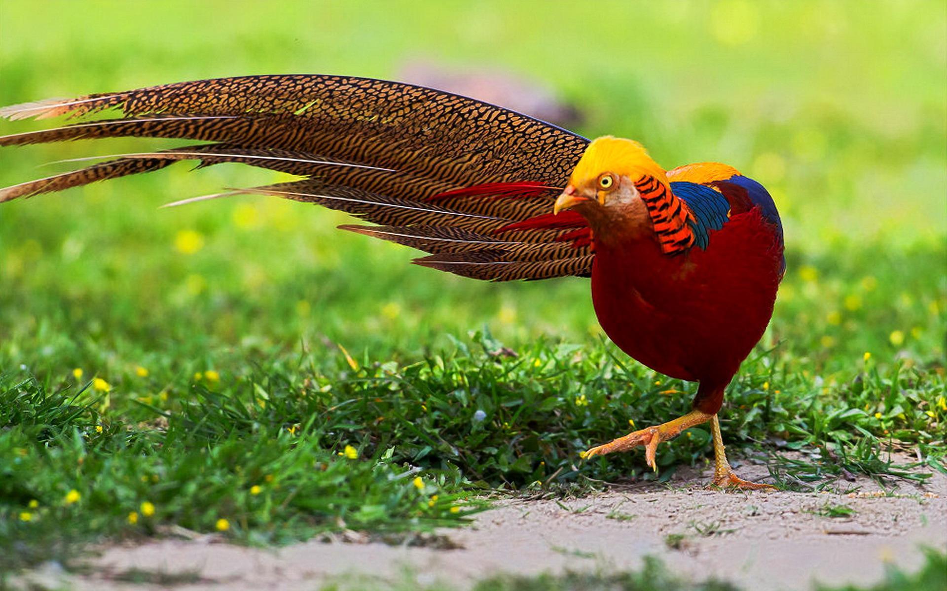 1920x1200 Golden Pheasant Full HD Wallpaper and Background Imagex1200