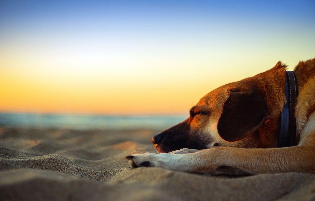 Dog Beach Sunset Wallpapers - Top Free Dog Beach Sunset Backgrounds