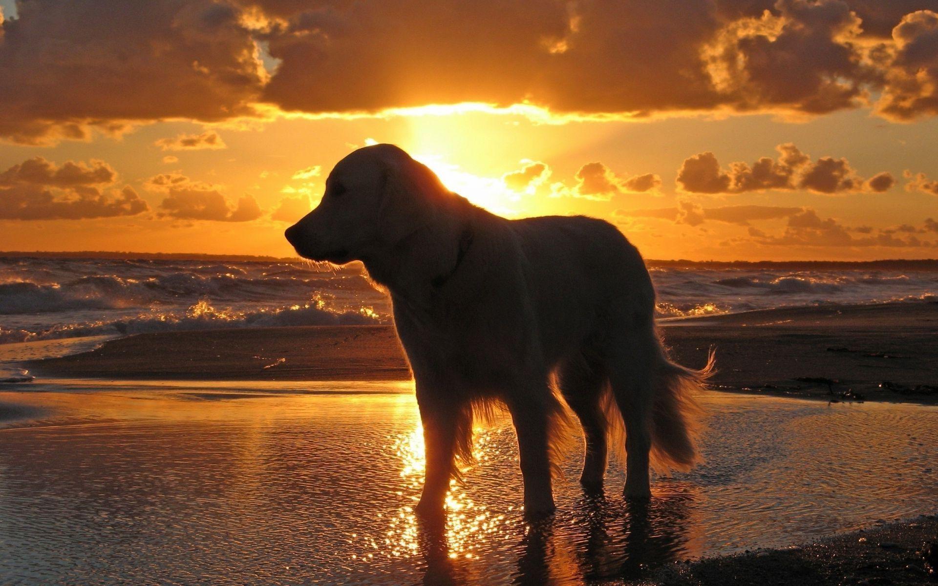Dog Beach Sunset Wallpapers Top Free Dog Beach Sunset Backgrounds