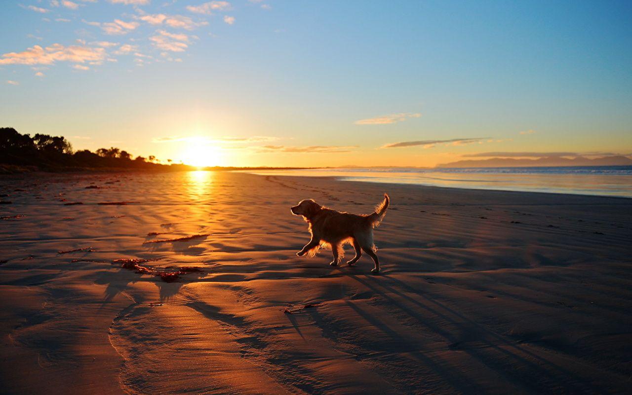1280x800 Image Retriever Dogs beaches Sun Nature Sky Sand sunrise and sunset