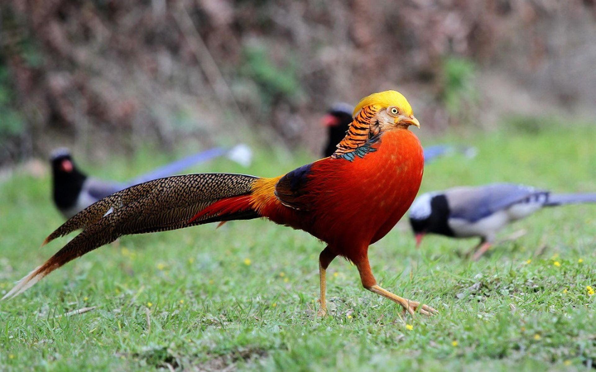 1920x1200 Golden Pheasant Full HD Wallpaper and Background Imagex1200
