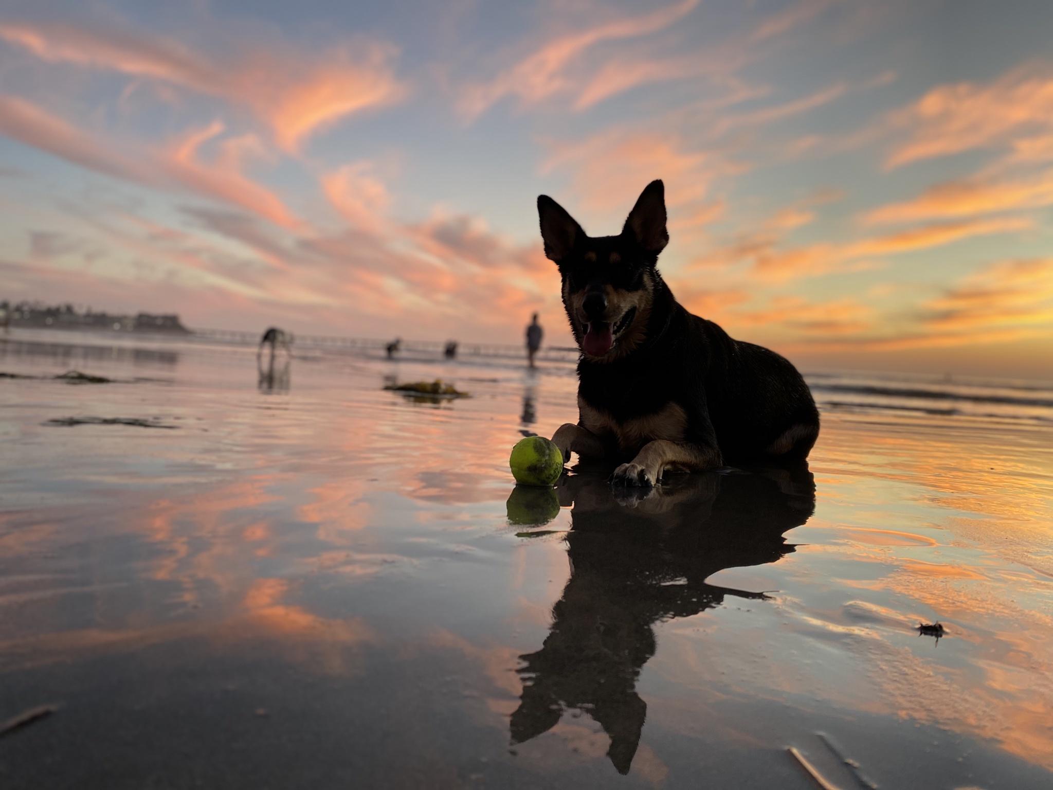 Dog Beach Sunset Wallpapers - Top Free Dog Beach Sunset Backgrounds