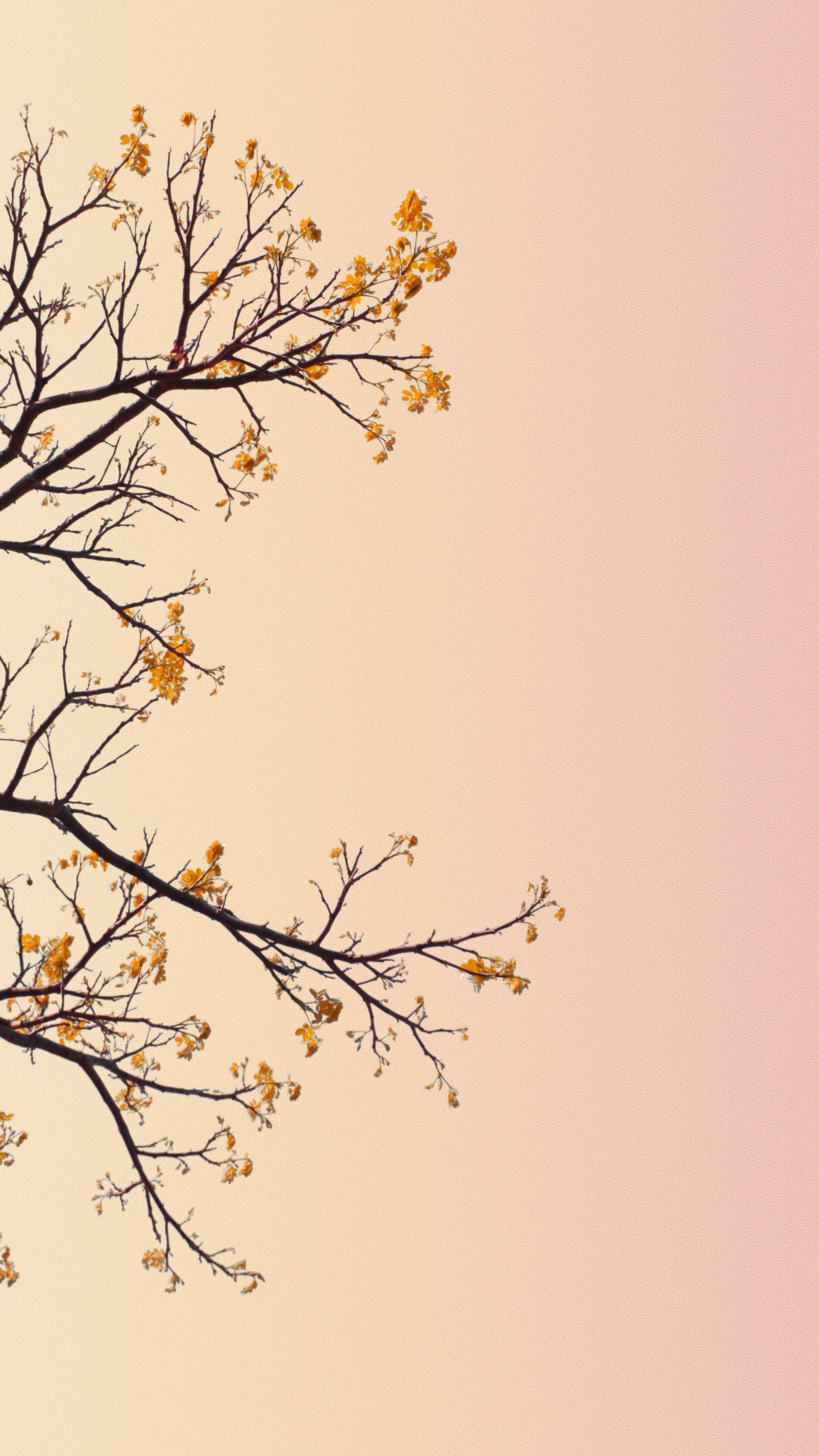 2880x5120 Pastel lookup. Minimalist wallpaper. Pastels. Nature iphone wallpaper, Minimalist wallpaper, Cute pastel wallpaper