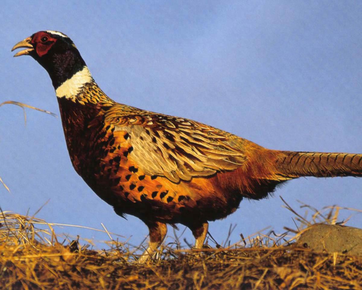 1200x960 Pheasant Wallpaper and Background