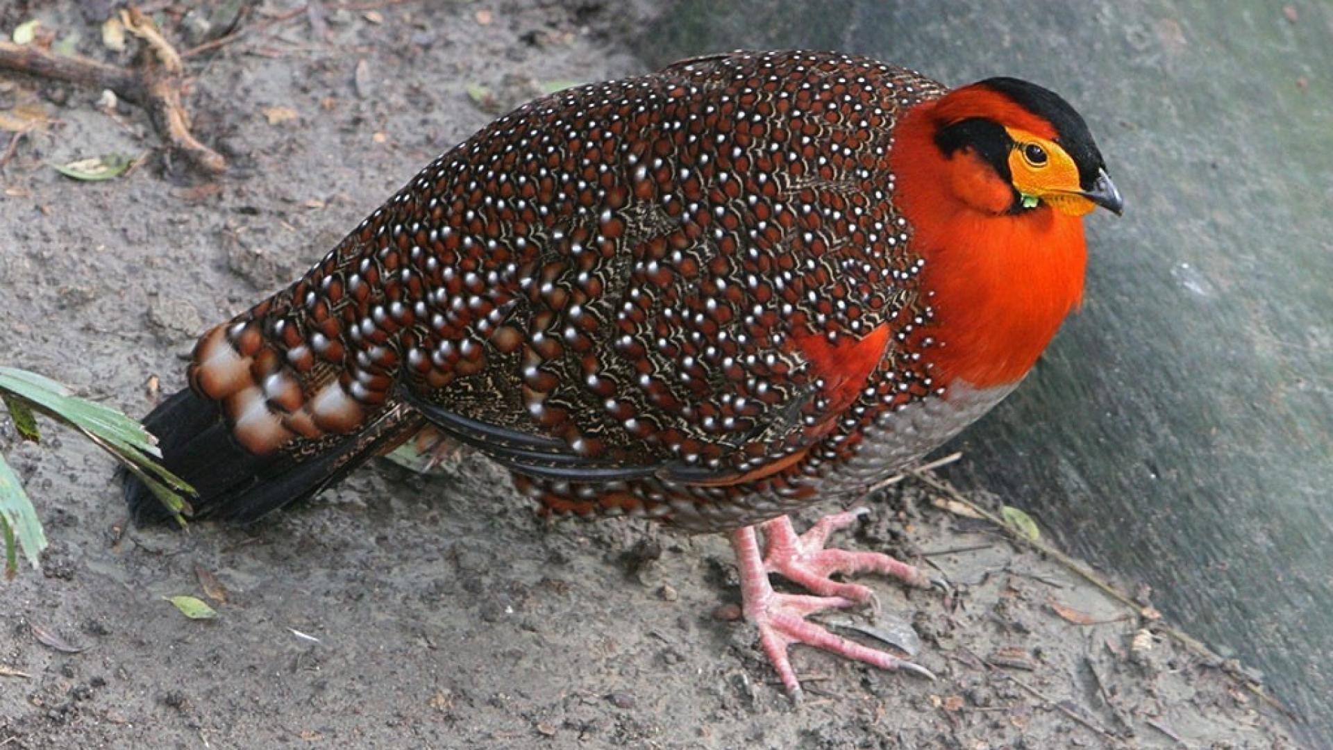 1920x1080 Birds pheasant wallpaper
