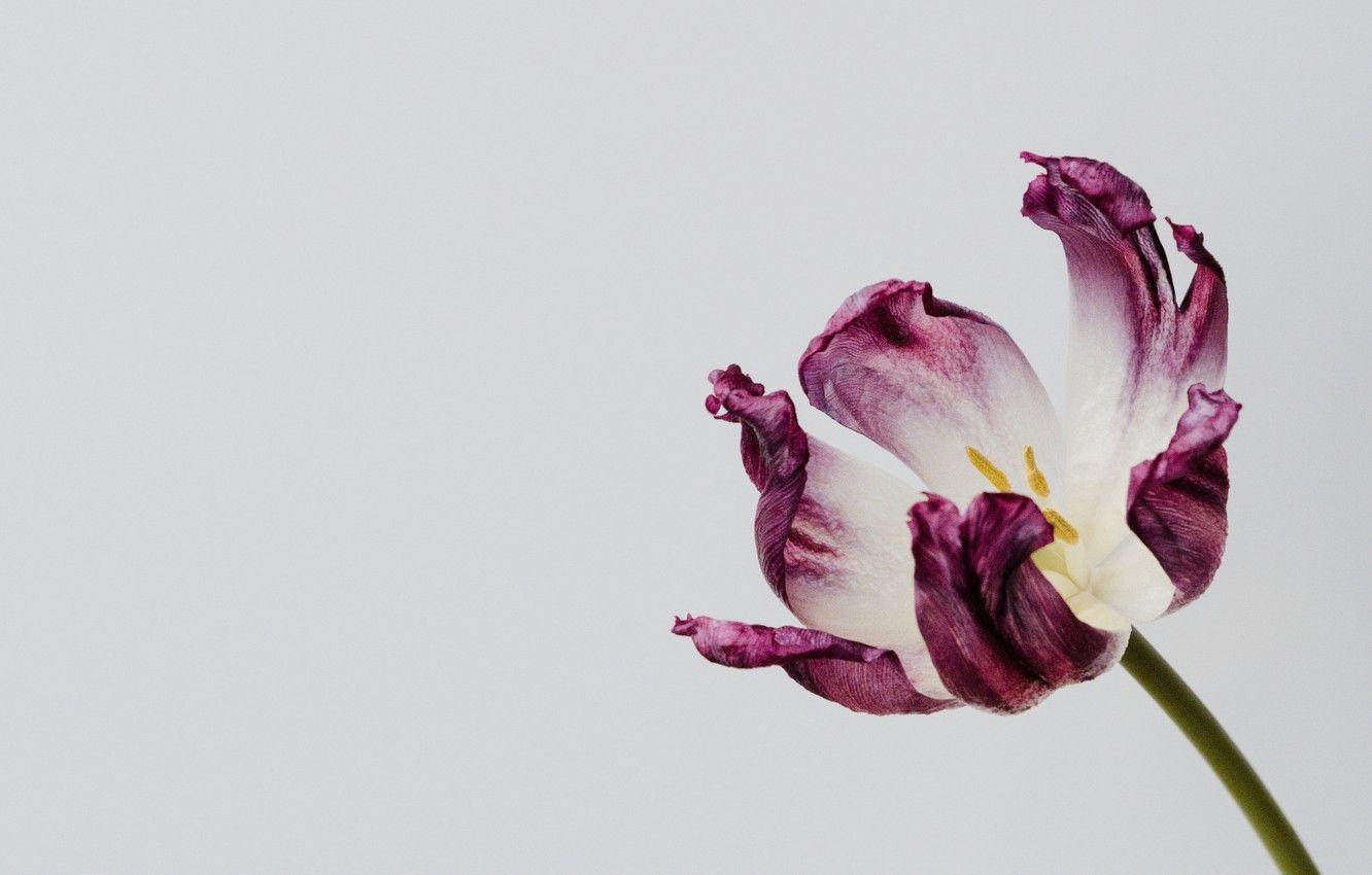 1332x850 Wallpaper flower, background, Tulip, minimalism image for desktop, section цветы