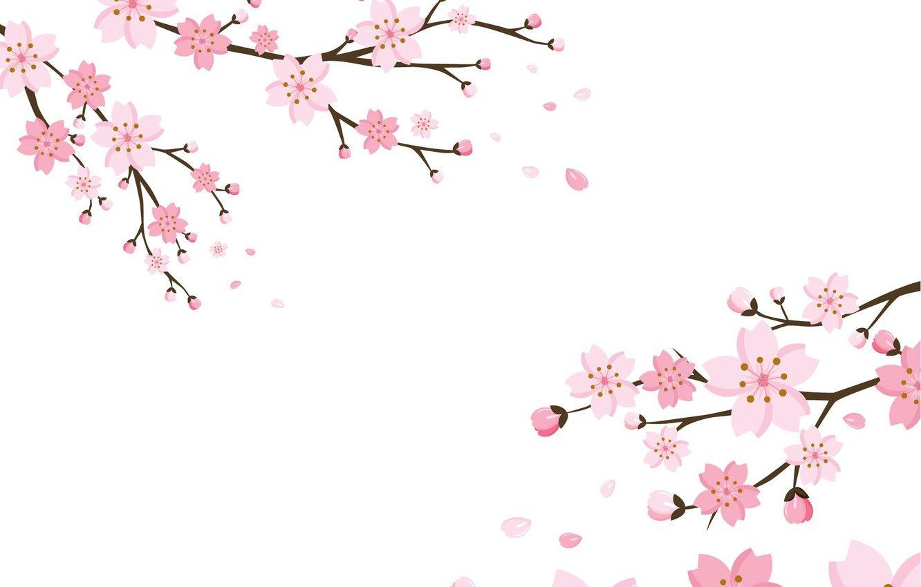 1332x850 Wallpaper background, Wallpaper, flowers, blossom, background, cherry, texure image for desktop, section текстуры
