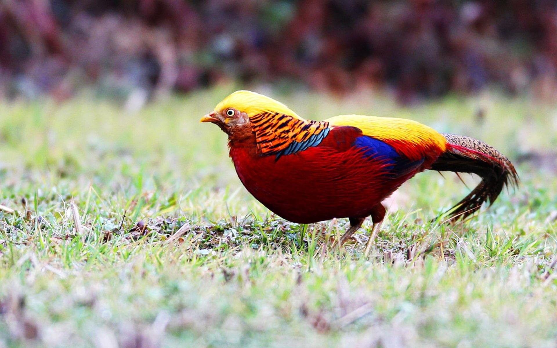 1920x1200 Birds: Colorful Golden Gold Bird Pheasant Garden Birds Wallpaper