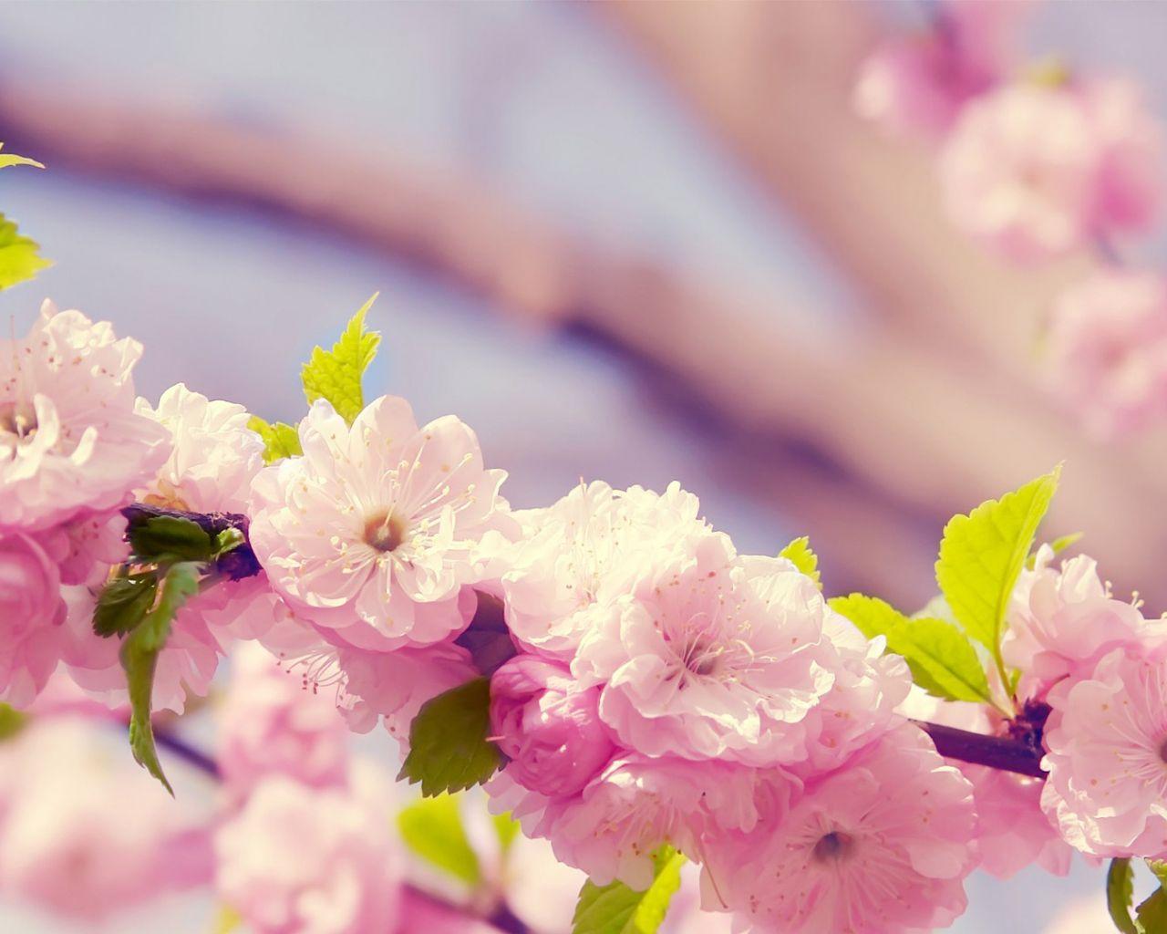 1280x1024 Free download Flowers Full HD Wallpaper download 1080p desktop background [1920x1080] for your Desktop, Mobile & Tablet. Explore Full HD Flower Wallpaper. Flowers HD Wallpaper, HD Flower Wallpaper 1080p
