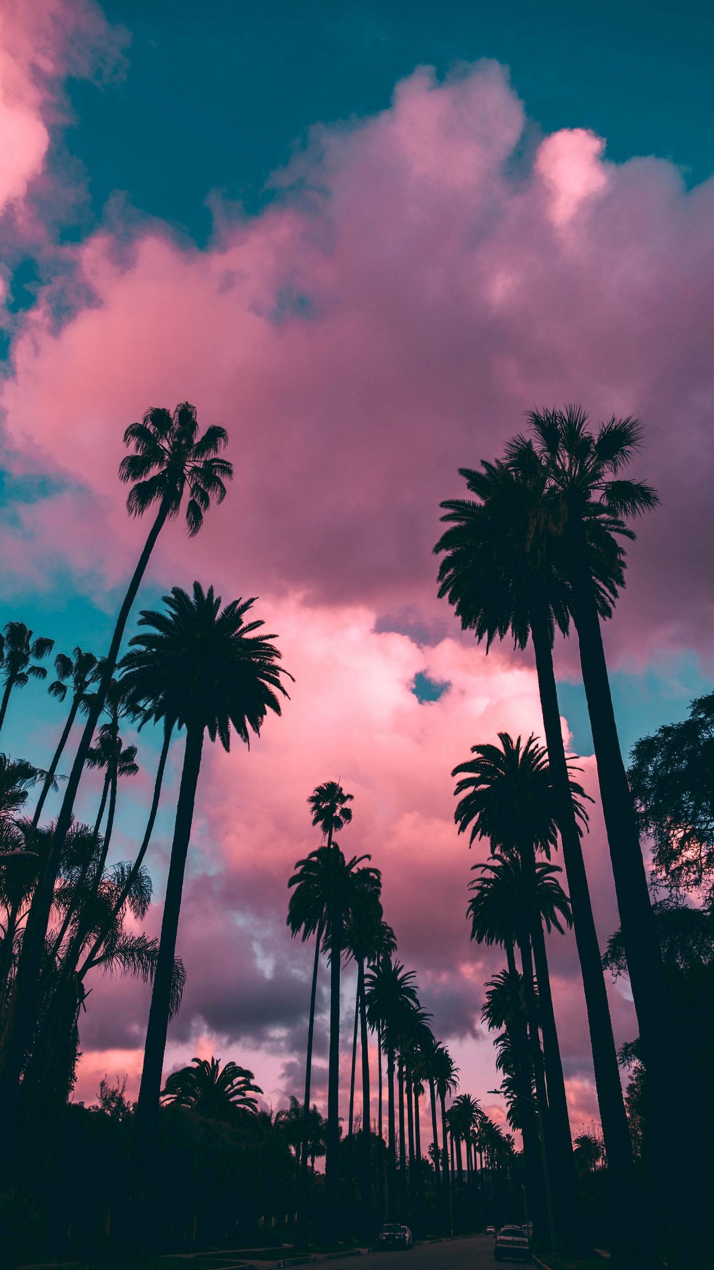 80s Palm Tree Sunset Wallpapers Top Free 80s Palm Tree Sunset