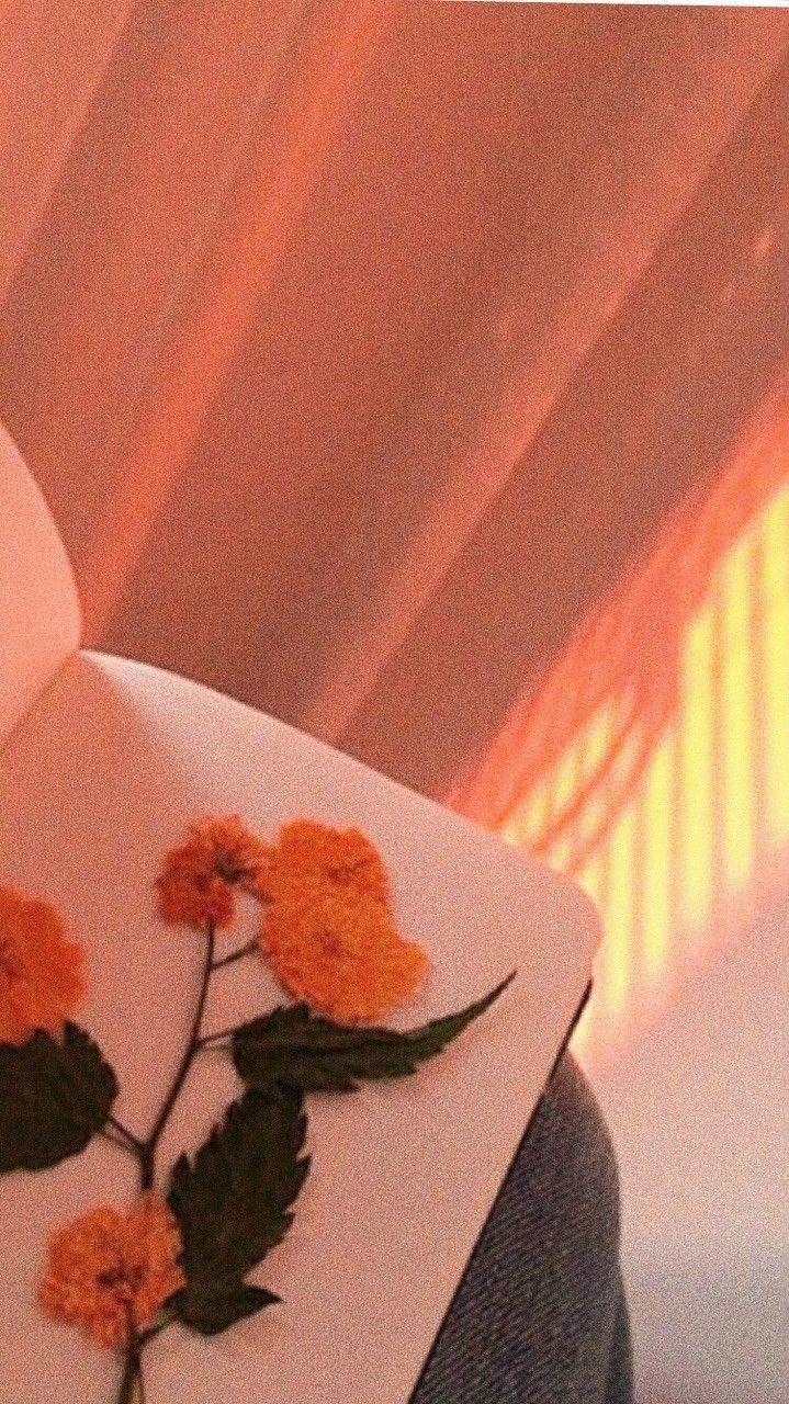719x1280 Aesthetic Peach Color Wallpaper HD For Android