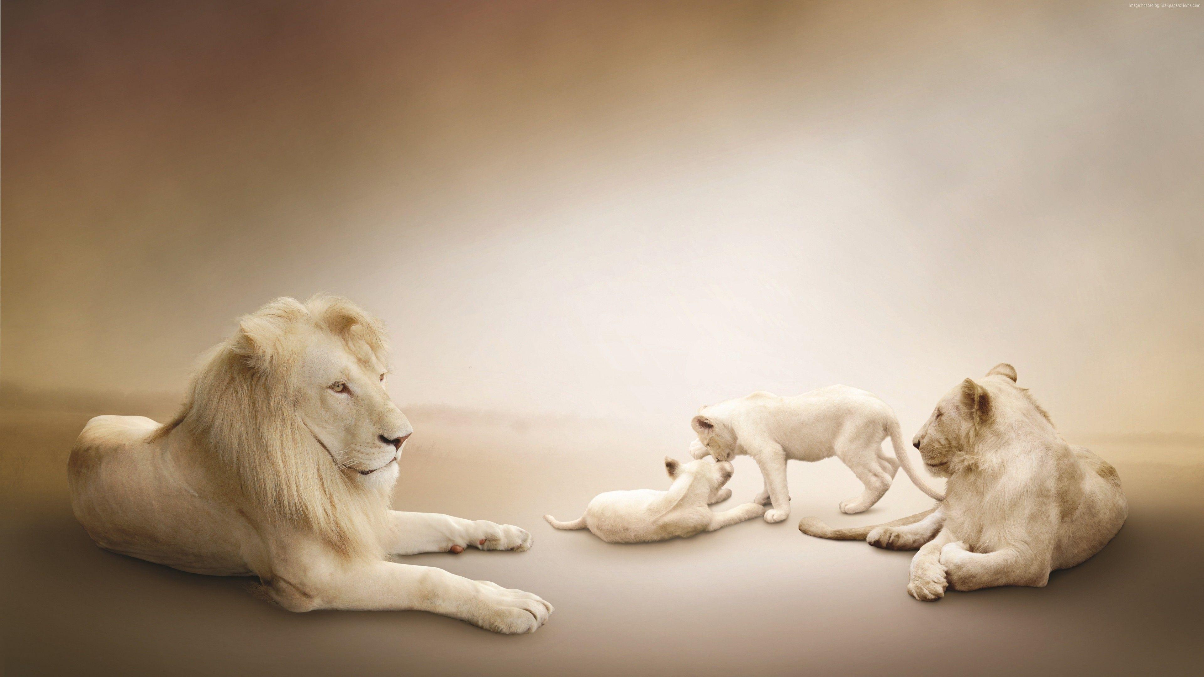 3840x2160 Wallpaper White lion, Lion Family, white background, Animals Wallpaper Download Resolution 4K Wallpaper