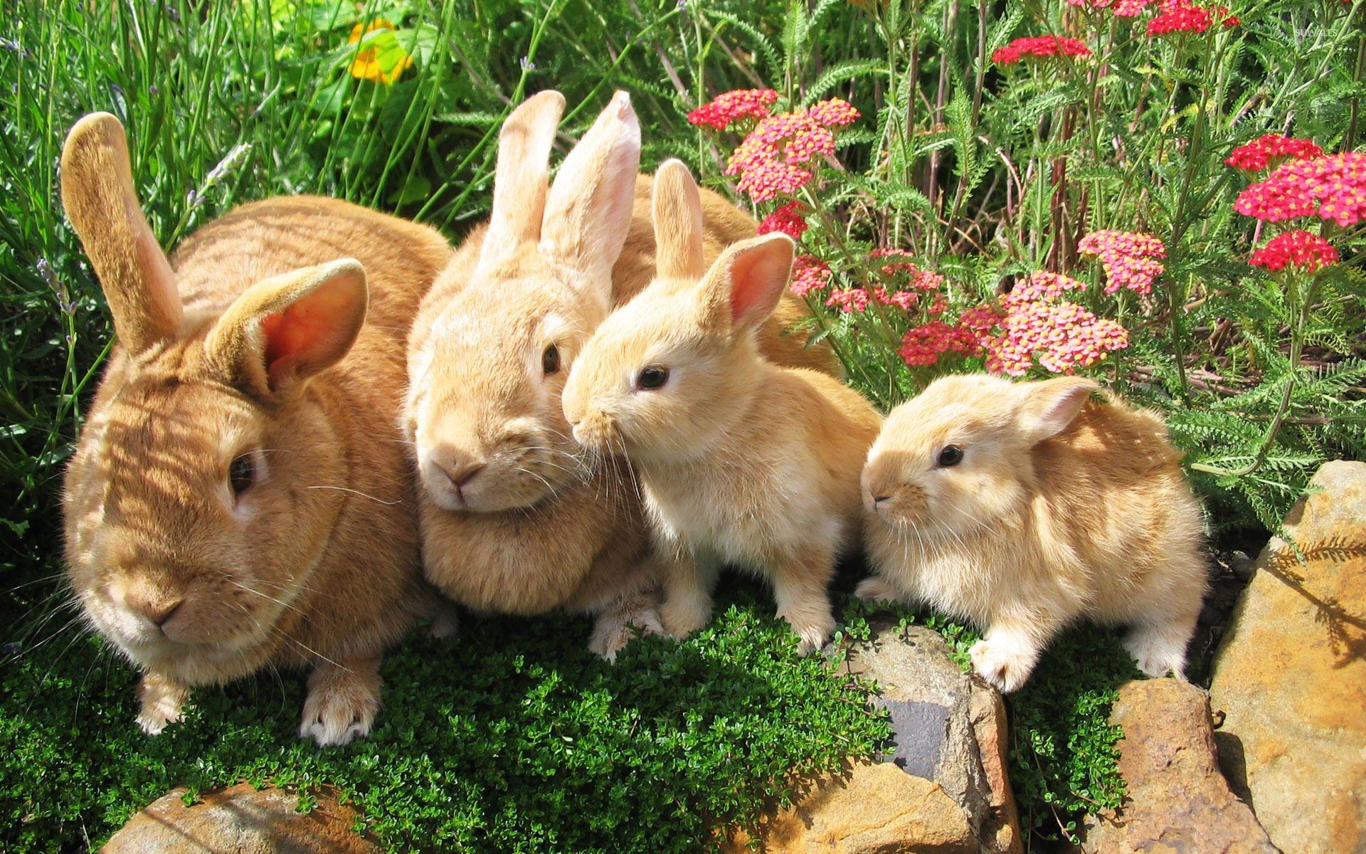 1920x1200 Rabbit family wallpaper wallpaper