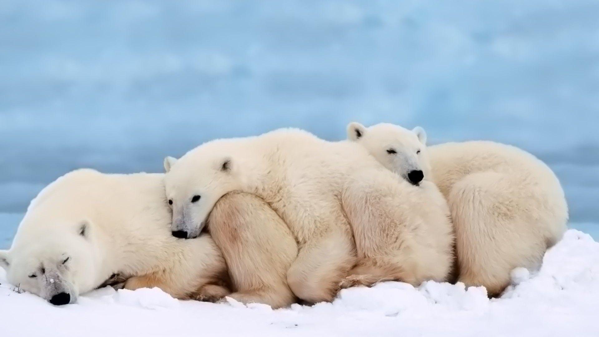 1920x1080 Polar Bear Family Wallpaper