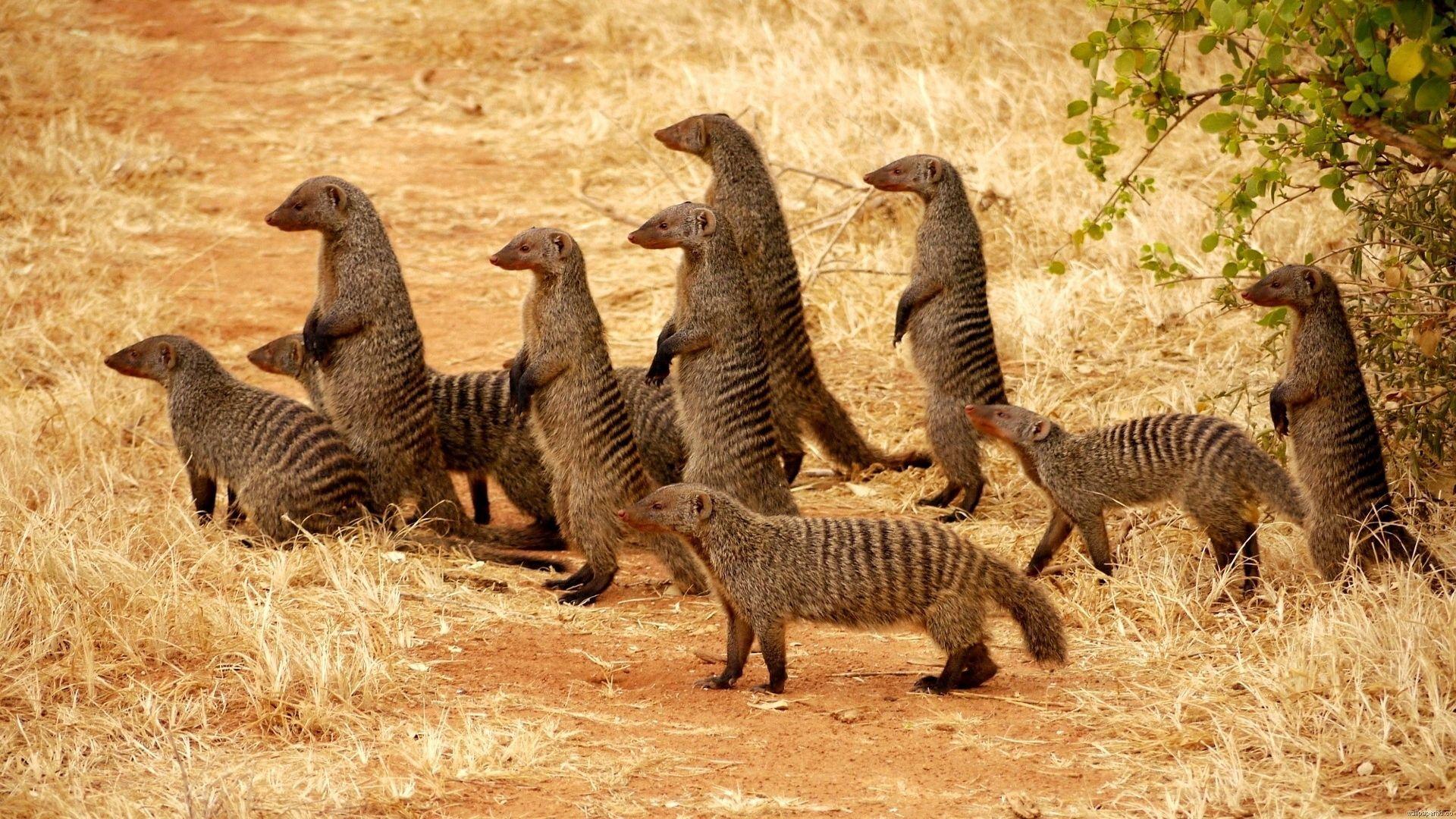 1920x1080 Animals Wallpaper HD 1080p