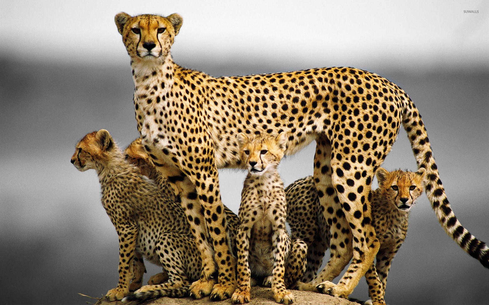 Family Animal Wallpapers - Top Free Family Animal Backgrounds ...