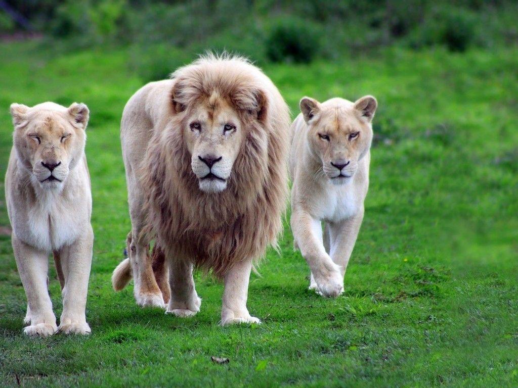 1024x768 Lion Family Animal Wallpaper 648 1024x768