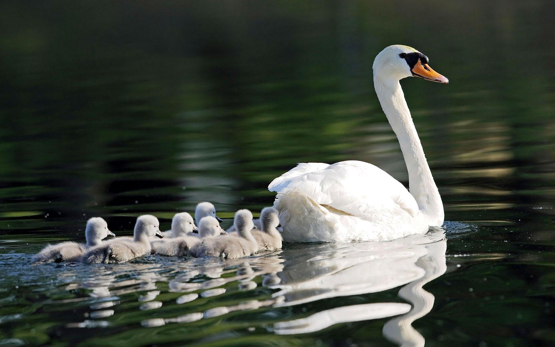 1920x1200 Swan Family Swim wallpaperx1200