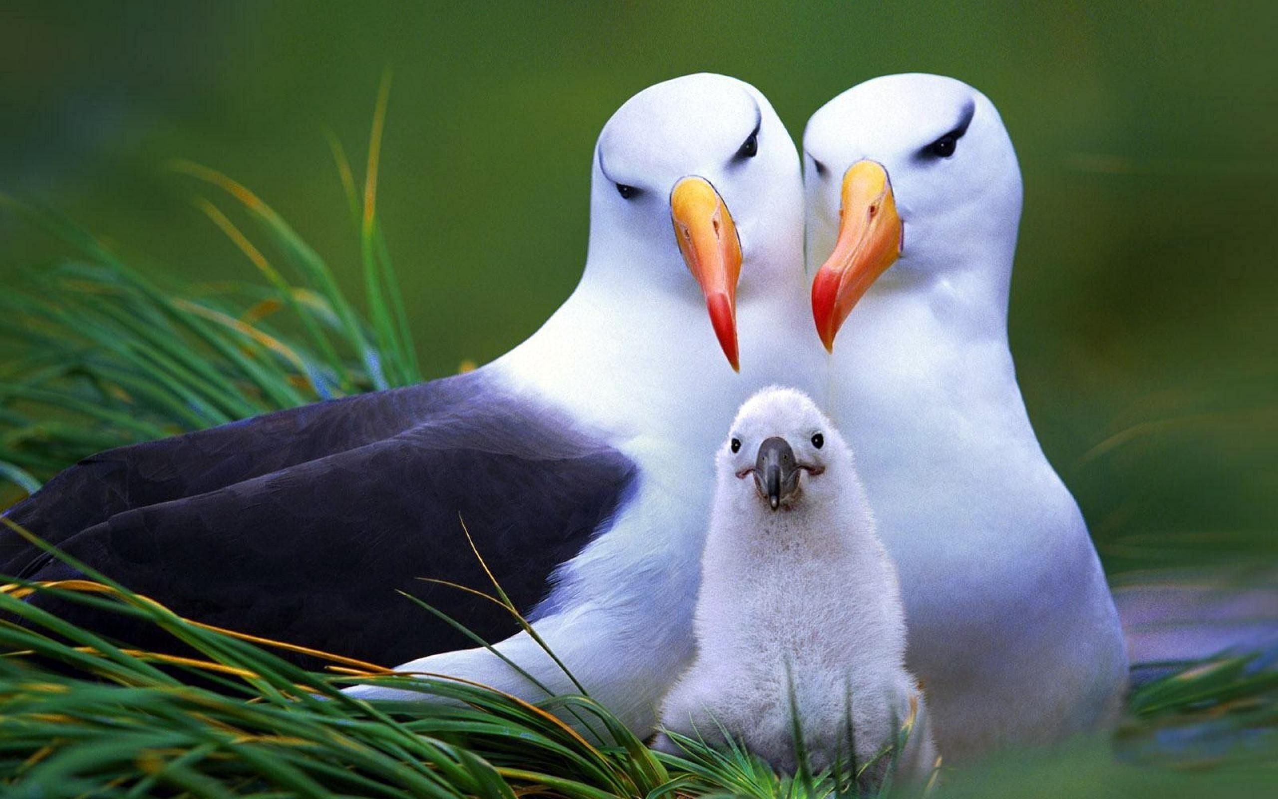 2560x1600 Animal Background free download