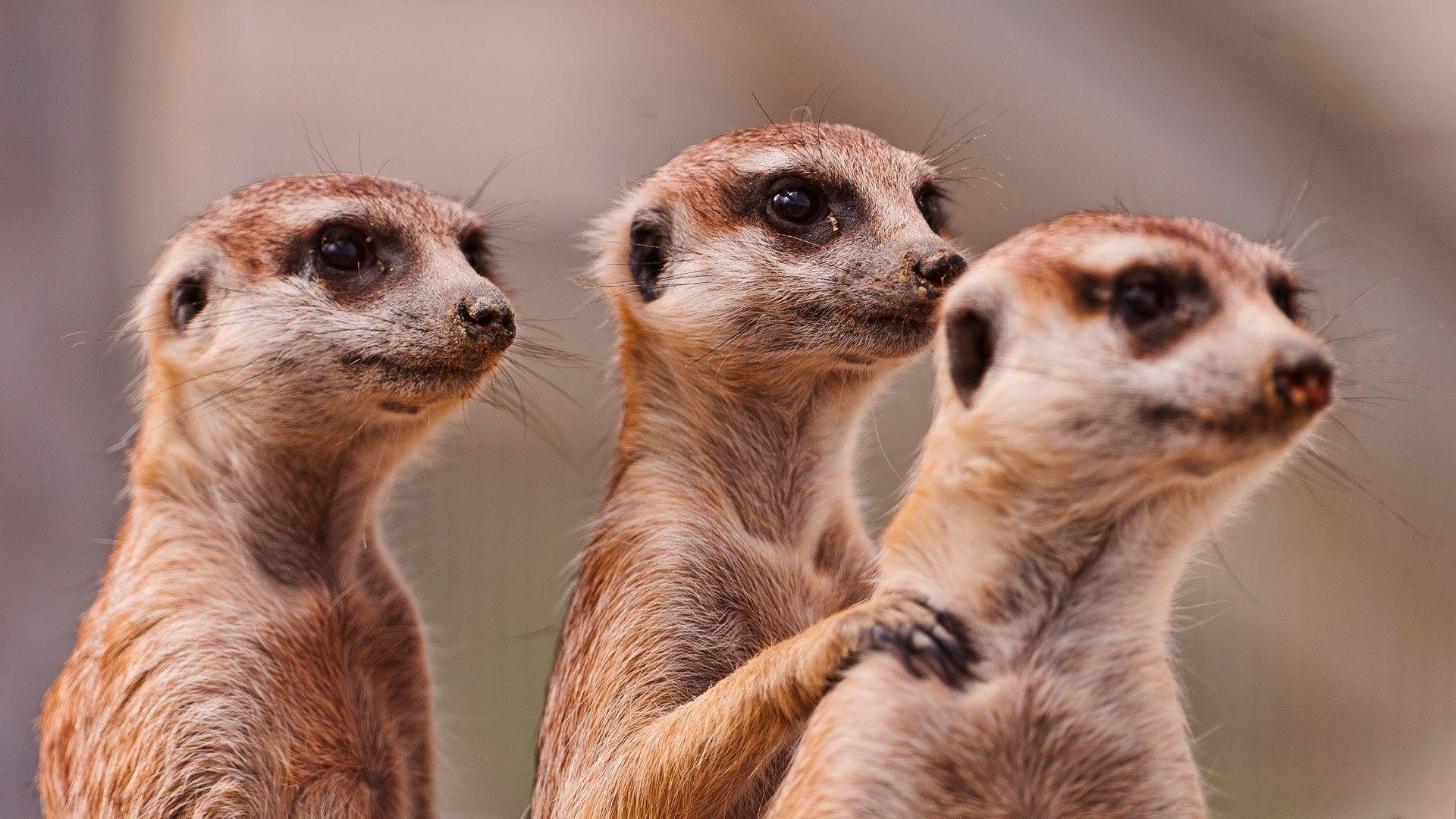 1920x1080 Meerkats, Three, Family, Animals wallpaper JPG. Animal. Tokkoro.com Amazing HD Wallpaper