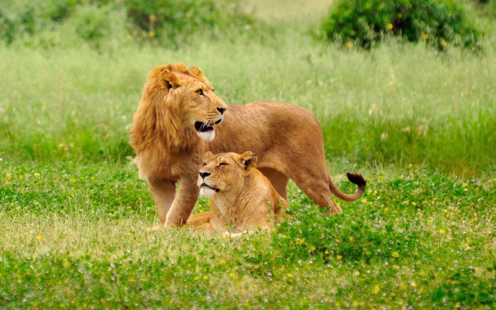 1920x1200 Animal Lion Family [2]. Lion HD wallpaper, Lion image, Lion wallpaper