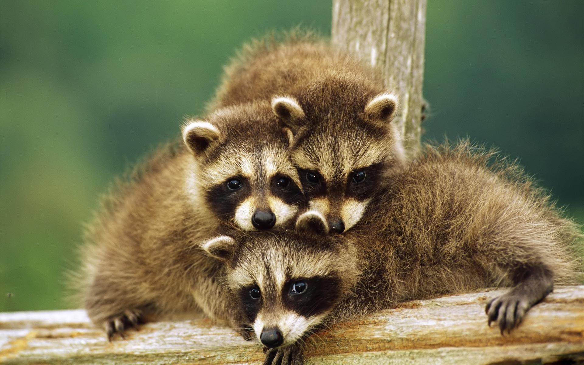 1920x1200 Cute Baby Wild Animals Wallpaper