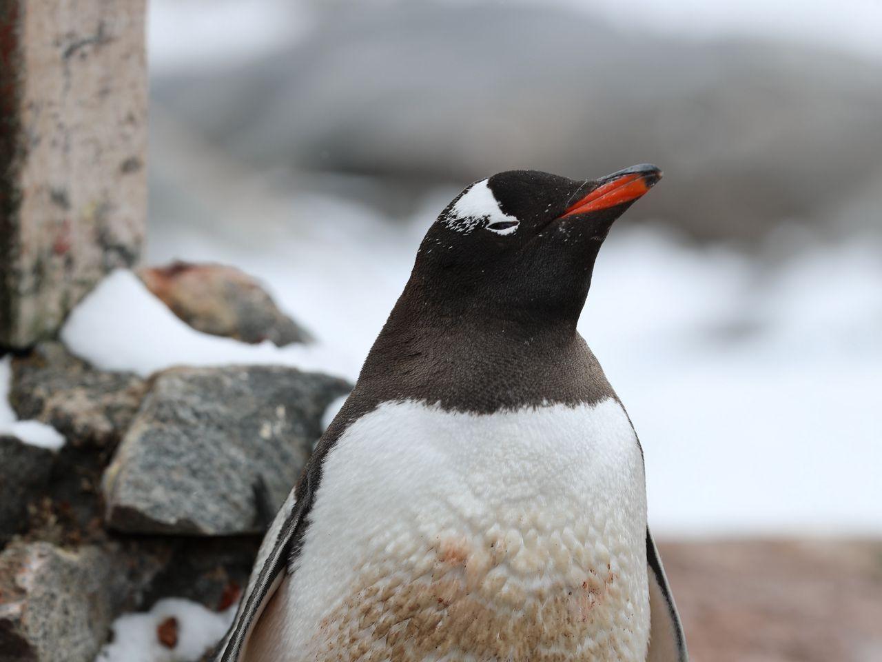 1280x960 Download wallpaper 1280x960 penguin, cub, family, animal standard 4:3 HD background