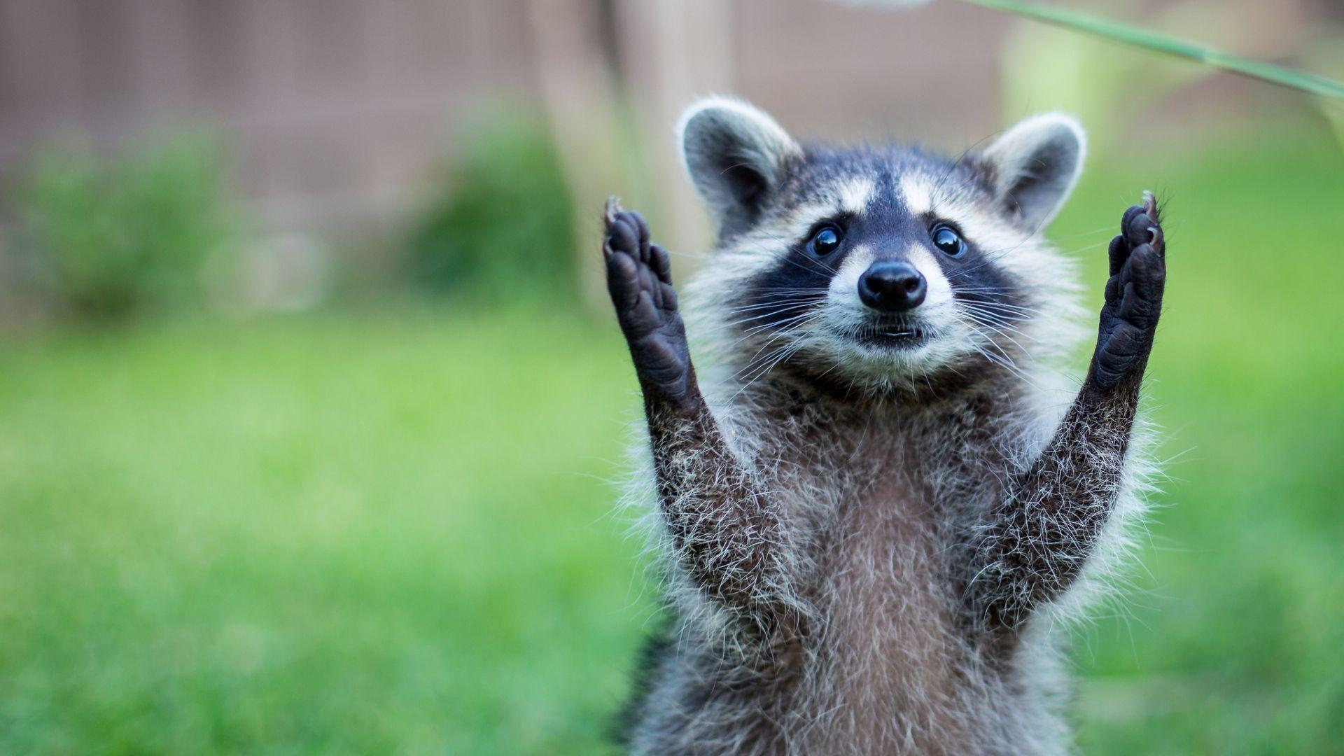 1920x1080 Animal Full HD Wallpaper