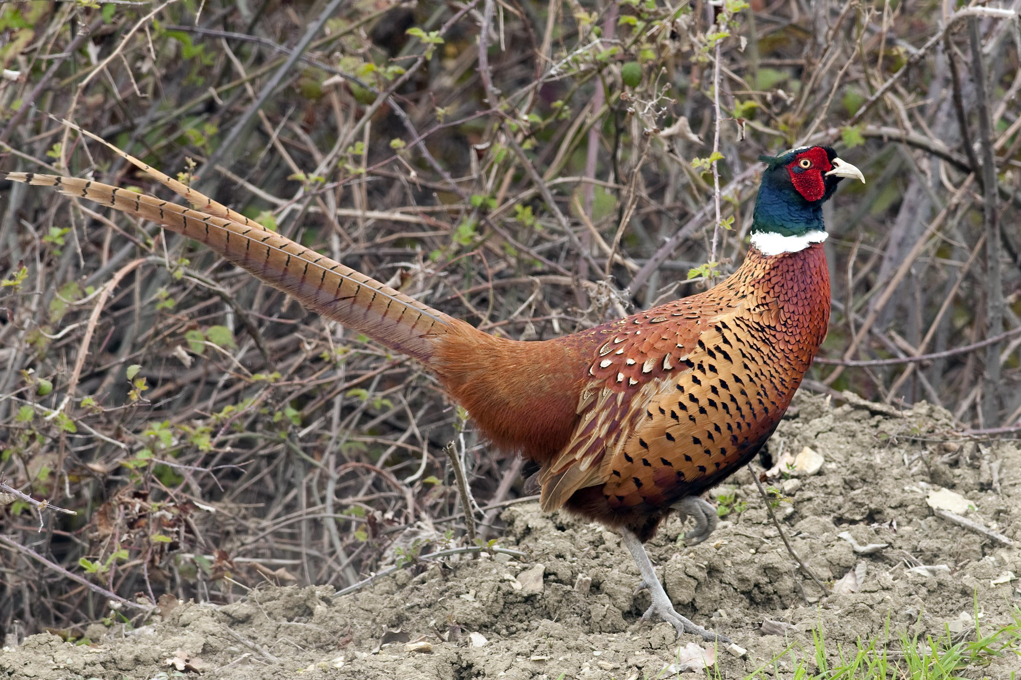 3447x2298 Aceh Pheasant Wallpaper HD Download