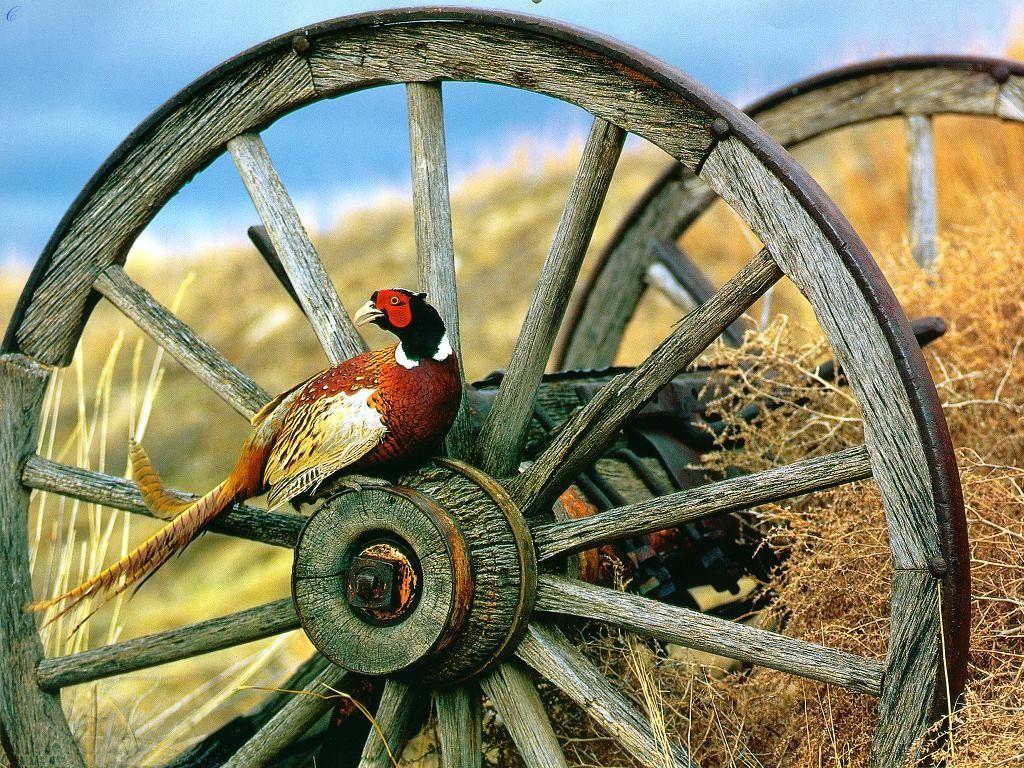 1024x768 Pheasants Forever Wallpaper