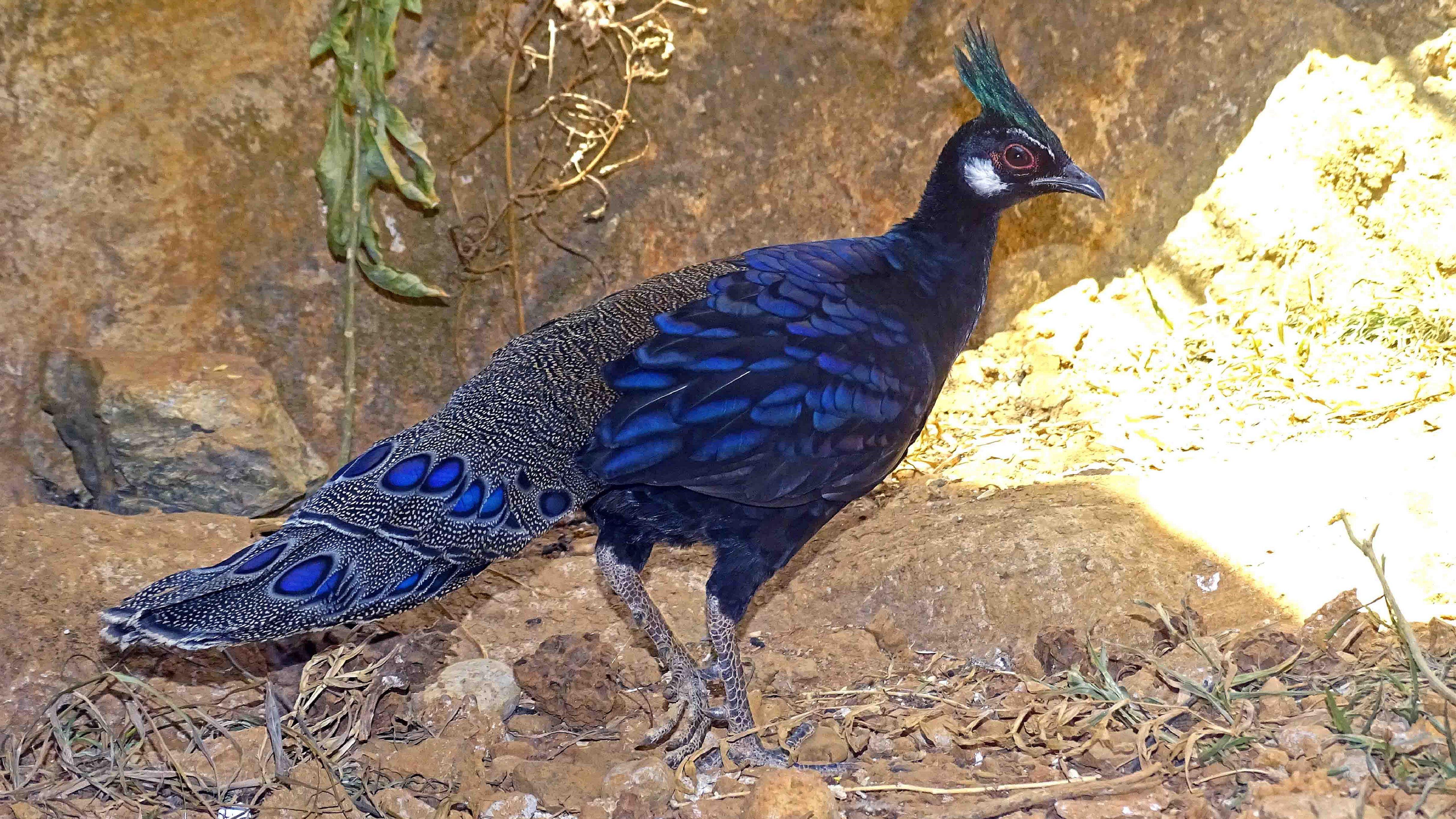 5120x2880 Palawan Peacock Pheasant Wallpaper 5K. Wallpaper 4K 5K 8K