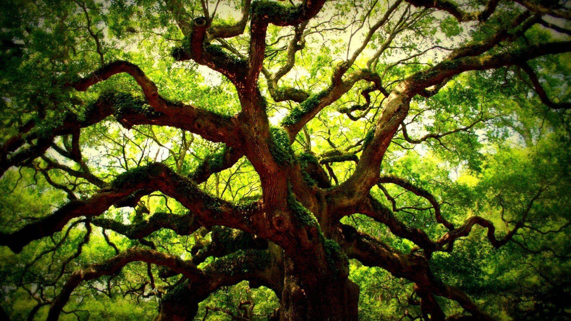 1920x1080 Angel Oak Tree Wallpaper 2 X 1080