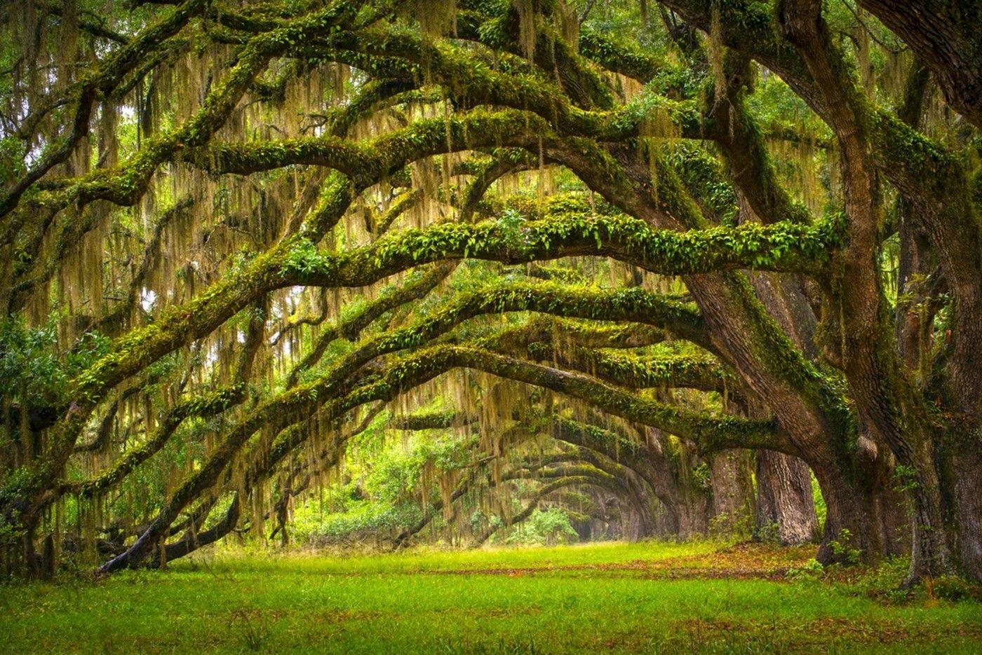 Oak Tree Wallpapers - Top Free Oak Tree Backgrounds - WallpaperAccess