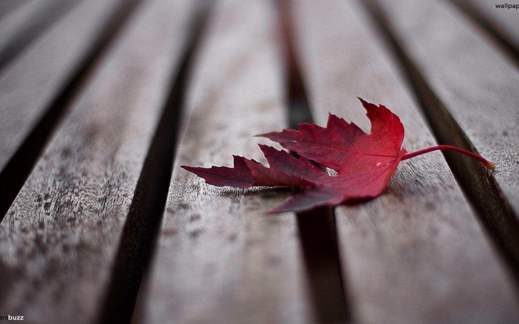 1680x1050 Free download The red maple leaf on the boards HD Wallpaper [1920x1080] for your Desktop, Mobile & Tablet. Explore Maple Leafs Wallpaper. Maple Leafs Wallpaper, Toronto Maple Leafs Logo