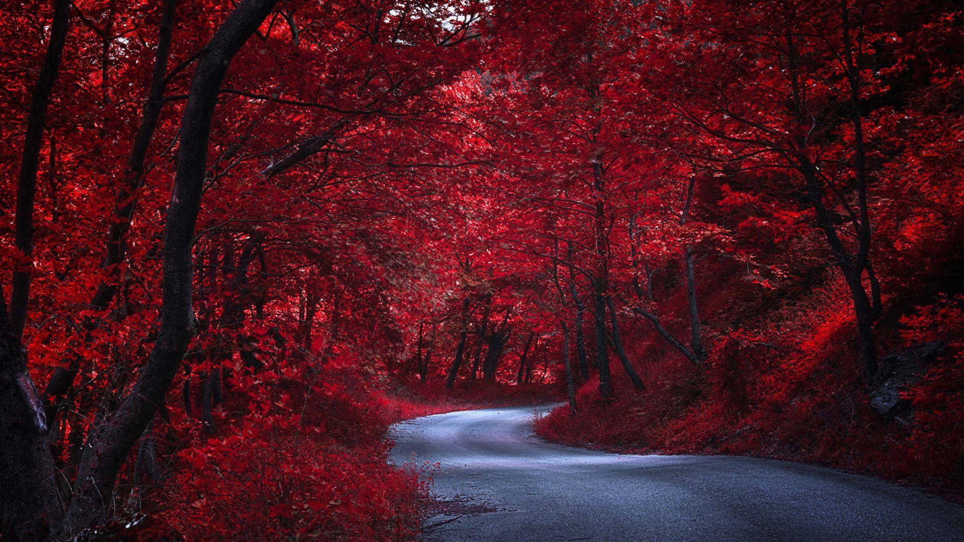 Những cây đỏ lộng lẫy giữa thiên nhiên xanh tươi như một điểm nhấn nổi bật, thu hút ánh nhìn của ai đi qua. Xem ngay hình ảnh liên quan để tận hưởng sự điệu đà, nổi bật này.