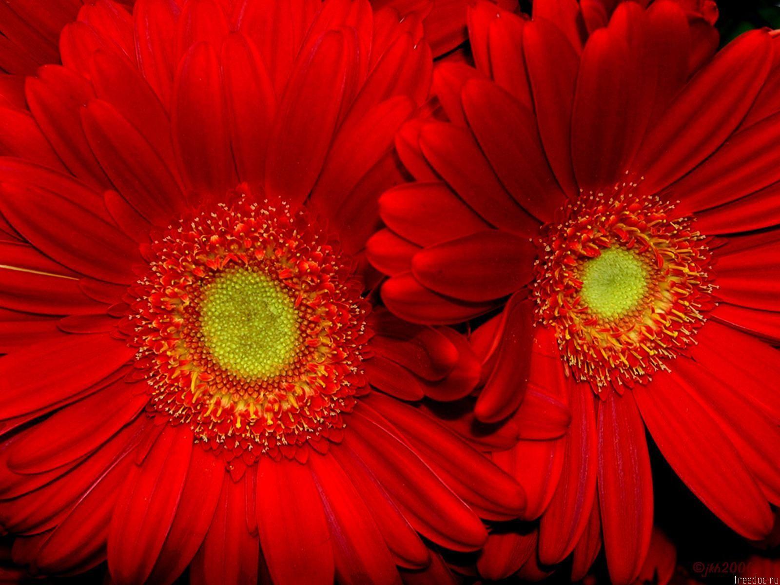 1600x1200 Red Flower Wallpaper Background. Red sunflowers, Beautiful flowers wallpaper, Sunflower wallpaper