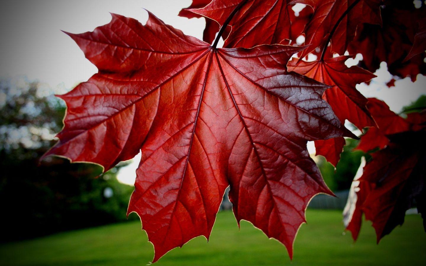 Red Maple Wallpapers - Top Free Red Maple Backgrounds - WallpaperAccess