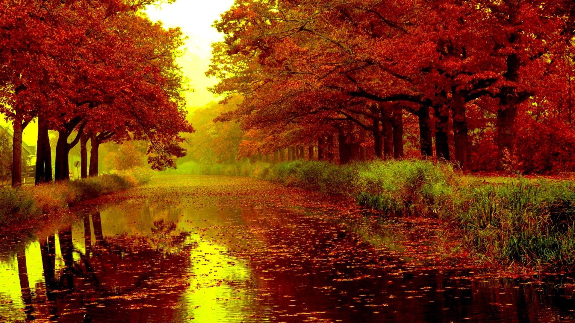 Red Tree 1920X1080 Wallpapers - Top Free Red Tree 1920X1080 Backgrounds ...