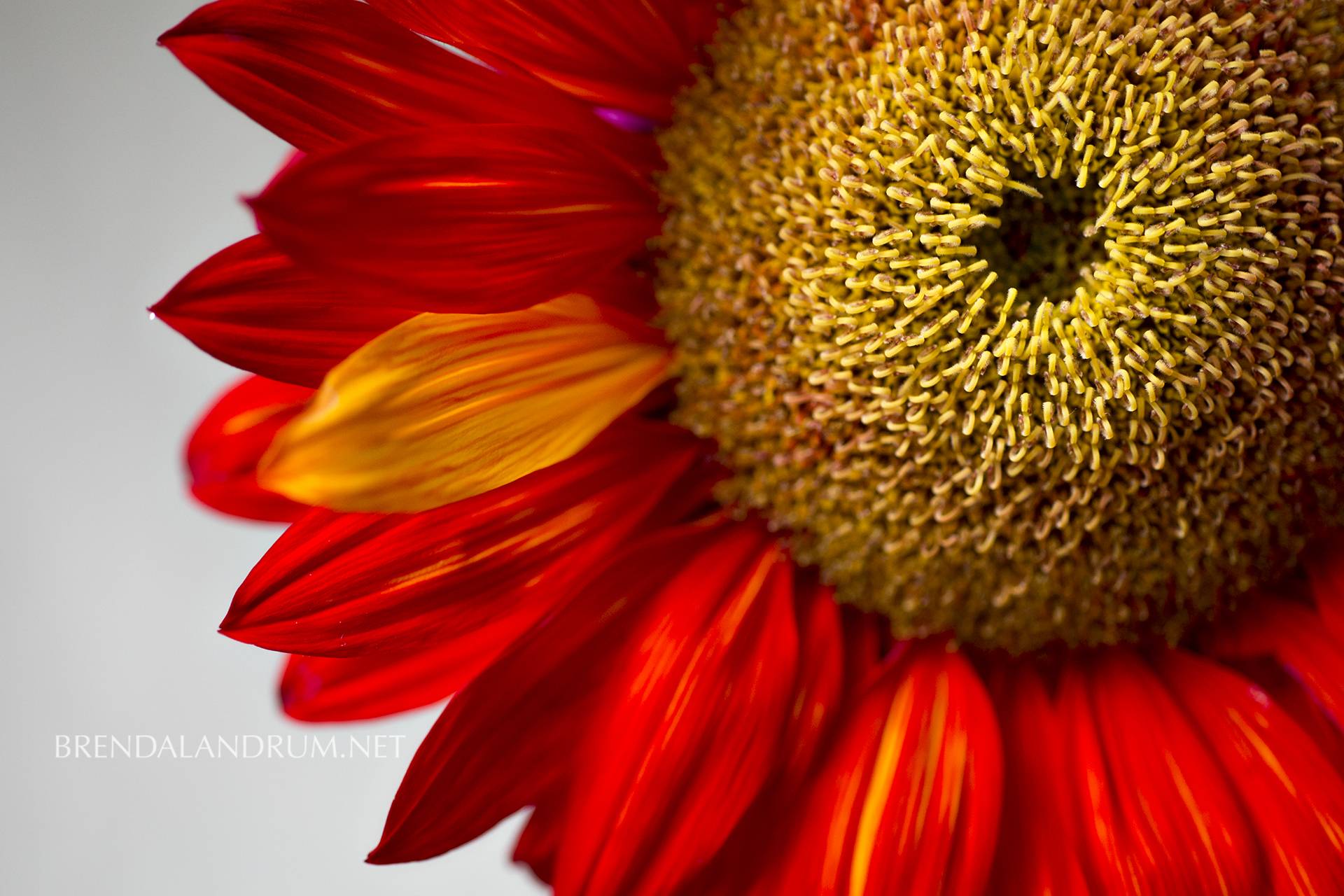 Red Sunflower Desktop Wallpapers