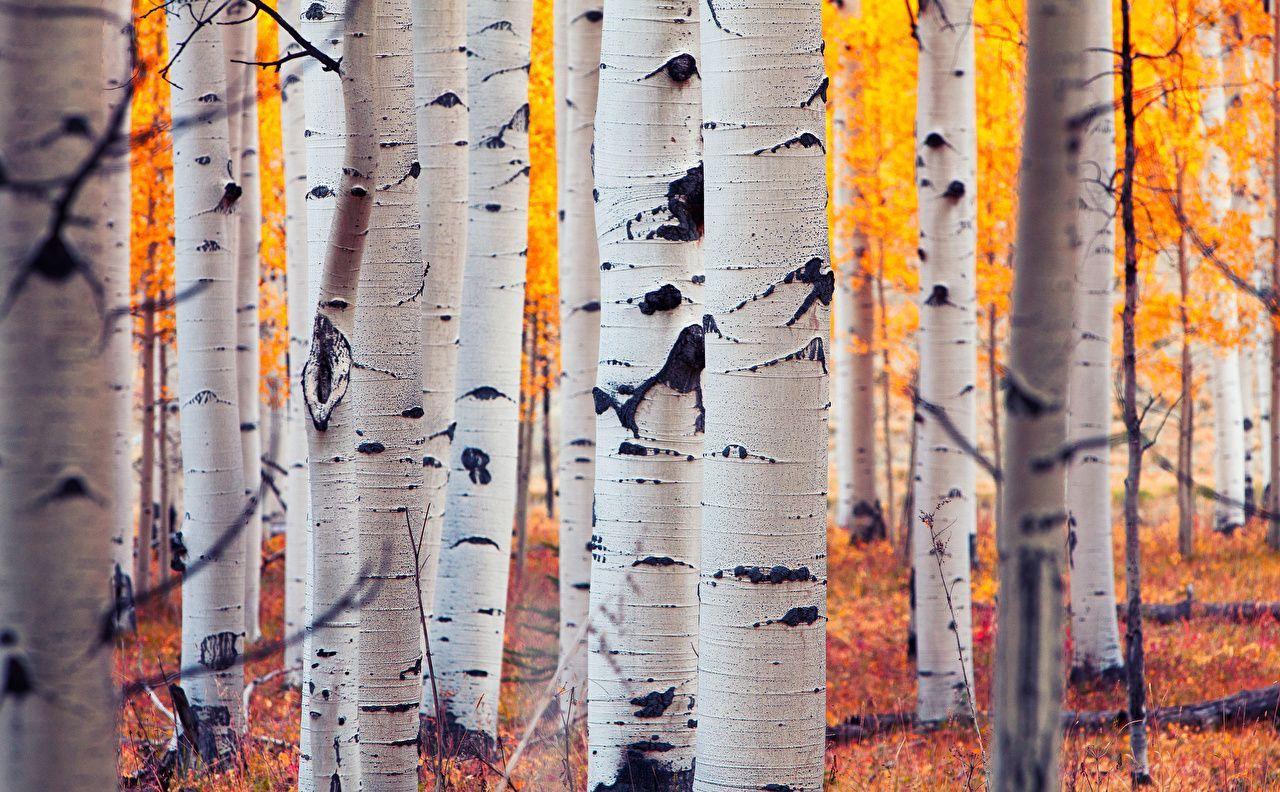 Aspen Trees Wallpapers Top Free Aspen Trees Backgrounds WallpaperAccess