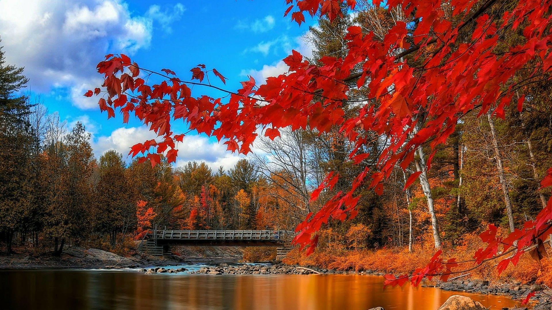 1920x1080 Autumn Tree Wallpaper
