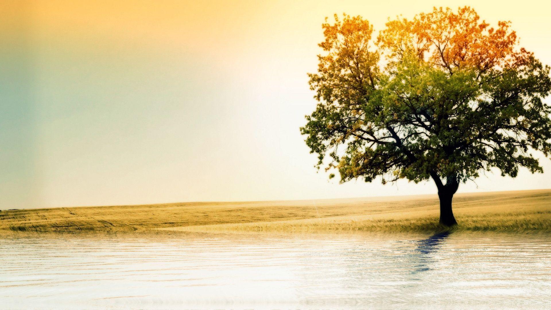 1920x1080 Tree Background