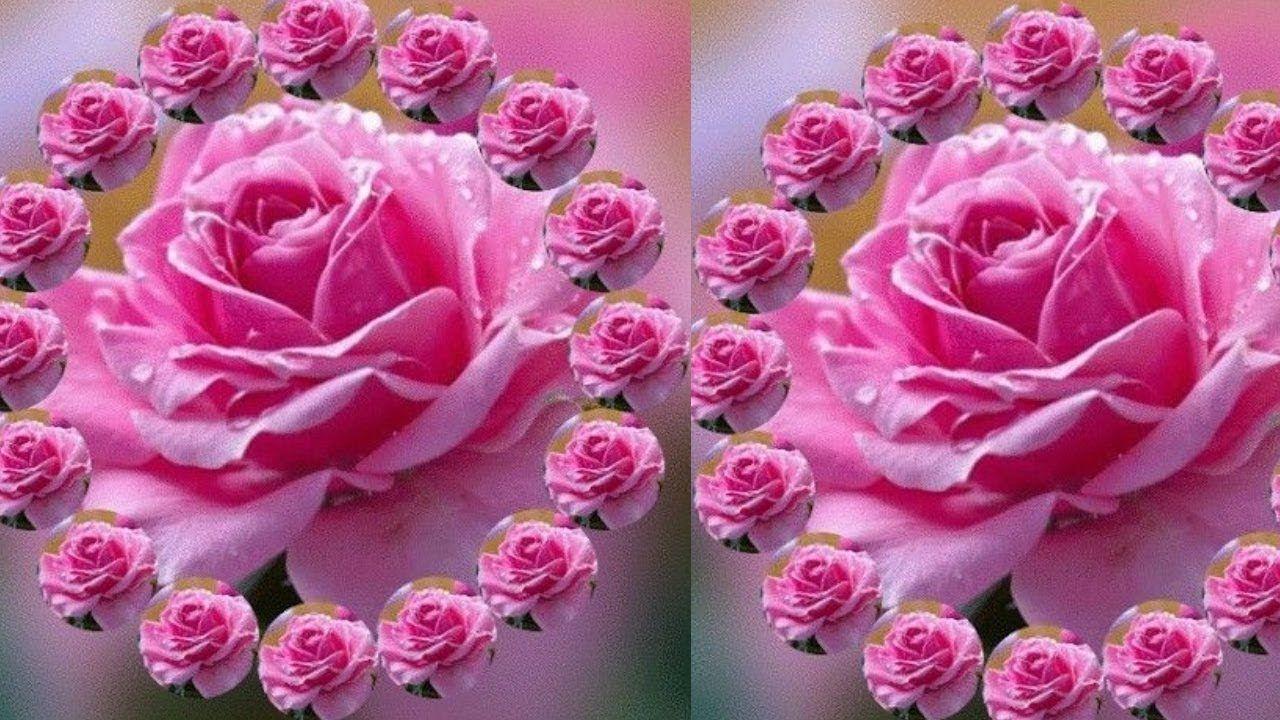 Single rose - Flowers & Nature Background Wallpapers on Desktop Nexus  (Image 874702)