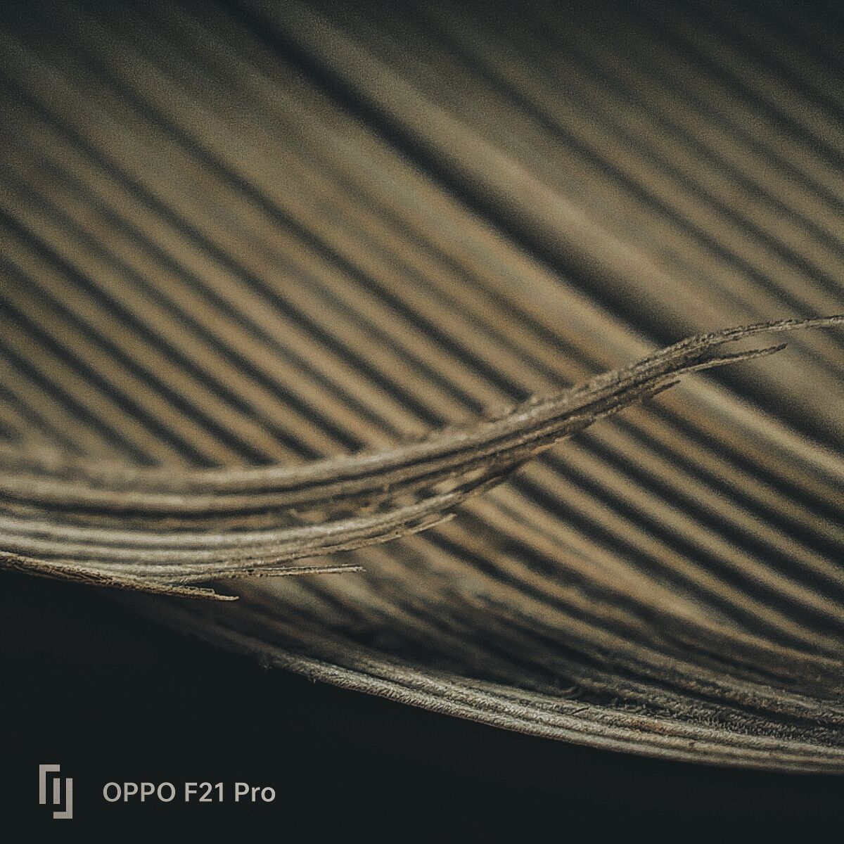 1200x1200 MICROPHOTOGRAPHY WITH OPPO F21 PRO!