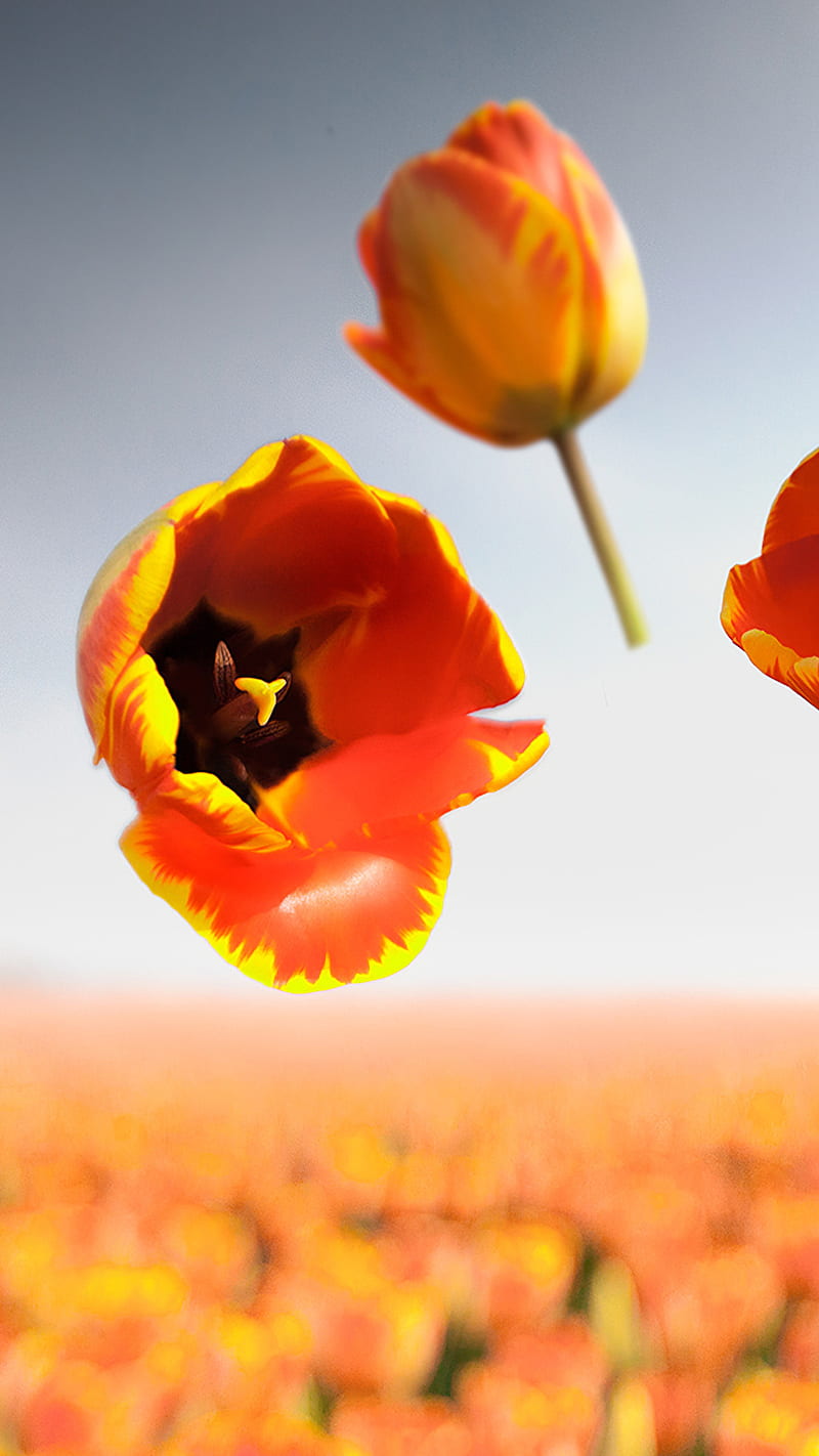 800x1422 Banja Luka Flowers, behance, banja luka, nature, HD phone wallpaper