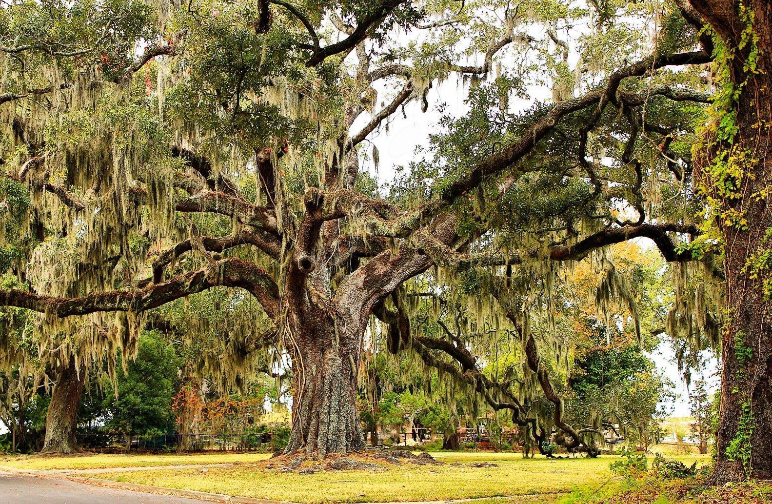 Oak Tree Wallpapers - Top Free Oak Tree Backgrounds - WallpaperAccess